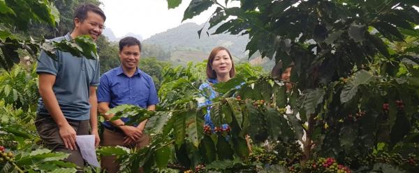 Tour of a coffee plantation in Son La province, Vietnam © P. Marraccini, CIRAD